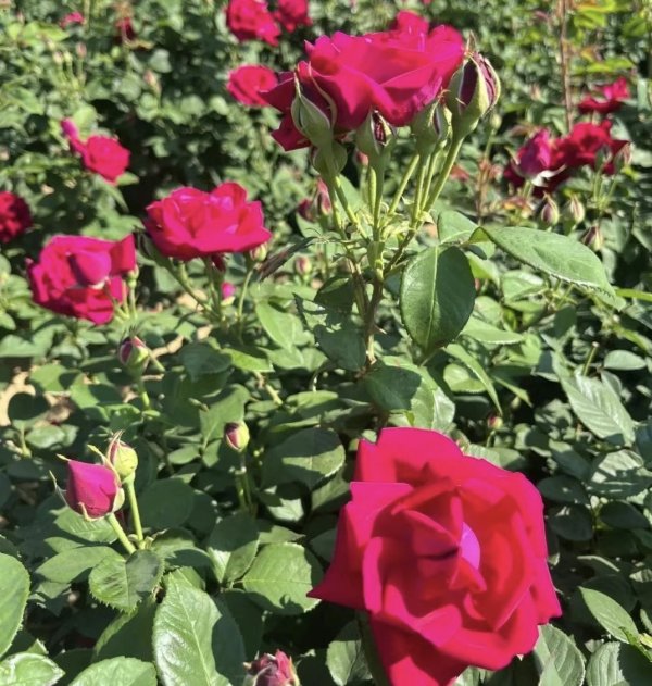 前十大证券公司排名 从4亩花田到亿元产业：云南安宁八街玫瑰的70年跨界绽放之路